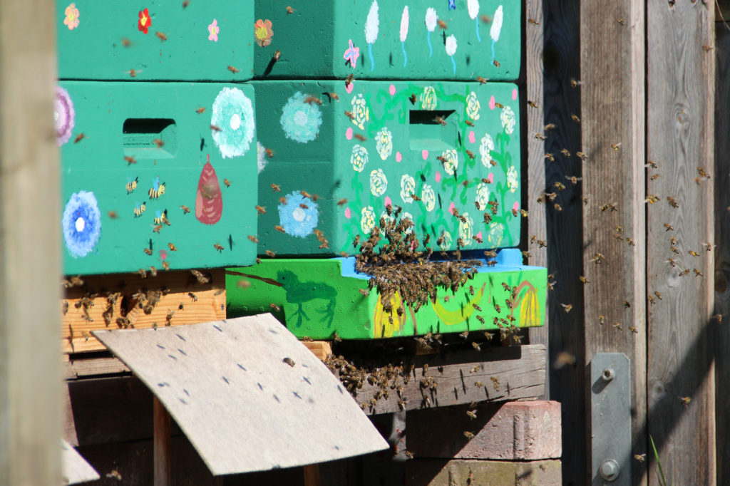 Vielen Bienen vor dem Flugloch von zwei Bienenbeuten.