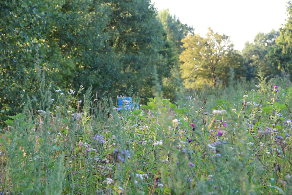 Blühwiese in Holm mit unseren Bienen im Hintergrund